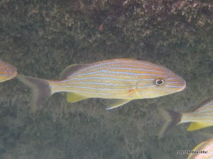 ブルーストライプトグラント