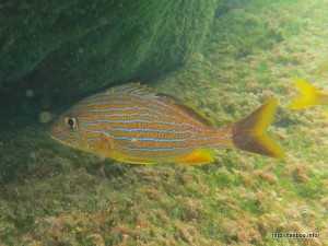 ブルーストライプトグラント