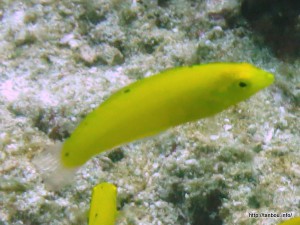 コガネキュウセン