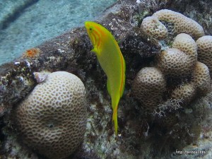 コガネキュウセン