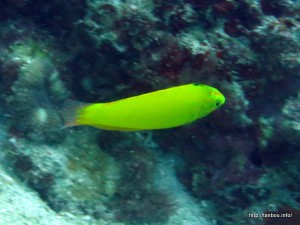 コガネキュウセン