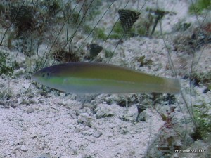 イエローヘッドラス