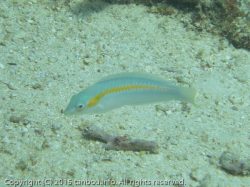 キスジキュウセン