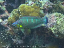 カザリキュウセン