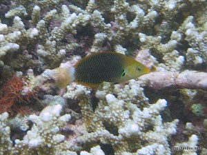 アクシルスポットラス