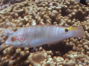 ミツボシキュウセン