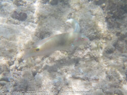 ミツボシキュウセン