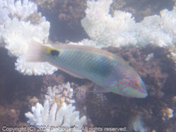 ミツボシキュウセン