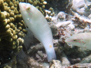 ミツボシキュウセン