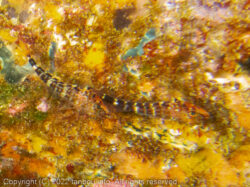 ヨゴレヘビギンポ