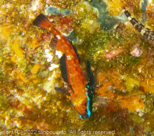 ヨゴレヘビギンポ