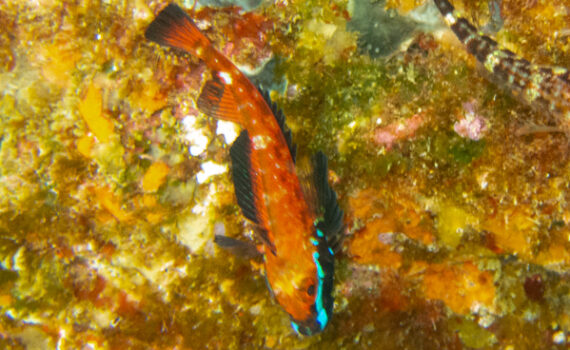 ヨゴレヘビギンポ