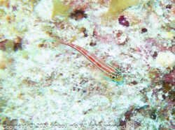 タテジマヘビギンポ