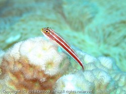 タテジマヘビギンポ