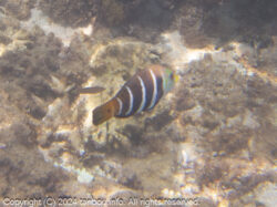 シマタレクチベラ