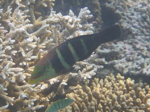 シマタレクチベラ