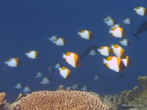 カスミチョウチョウウオ