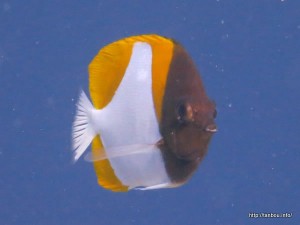 カスミチョウチョウウオ