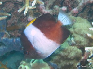 ブラックピラミッドバタフライフィッシュ