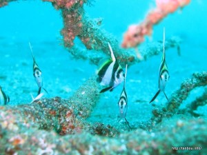 ハタタテダイ幼魚