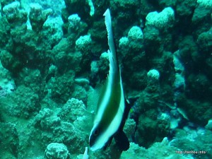 ミナミハタタテダイ幼魚