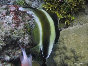 ミナミハタタテダイ