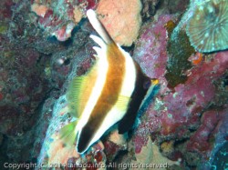 ミナミハタタテダイ