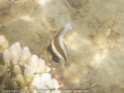 ミナミハタタテダイ幼魚