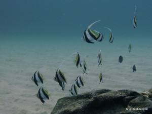 ムレハタタテダイ