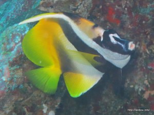 オニハタタテダイ