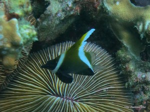 ツノハタタテダイ幼魚