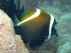 ツノハタタテダイ