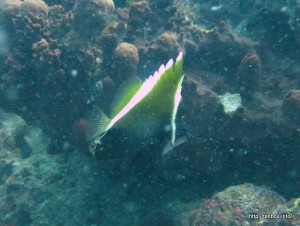 ツノハタタテダイ