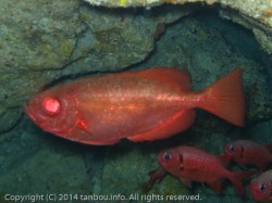 ゴマヒレキントキ