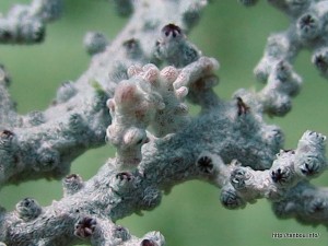 ピグミーシーホース