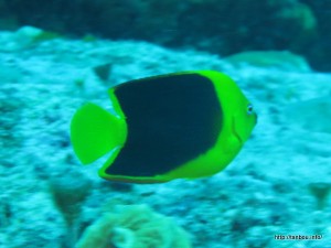 ヌリワケヤッコ