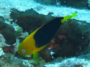 ヌリワケヤッコ