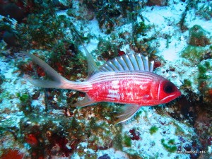 ロングスパインスコーレルフィッシュ