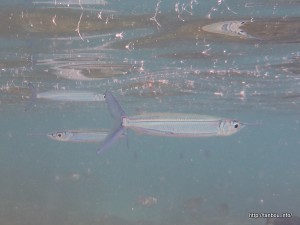 センニンサヨリ