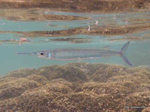 センニンサヨリ