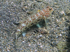 ホシカザリハゼ