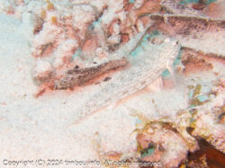 マダラカザリハゼ