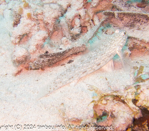 マダラカザリハゼ