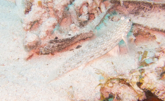 マダラカザリハゼ