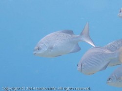 テンジクイサキ