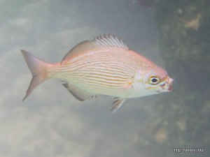 バミューダシーチャブ