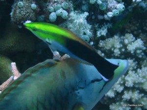 スミツキソメワケベラ