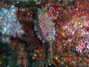 シマウミスズメ-1