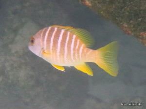 スクールマスタースナッパー