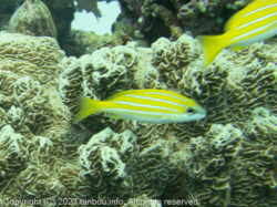 ベンガルフエダイ